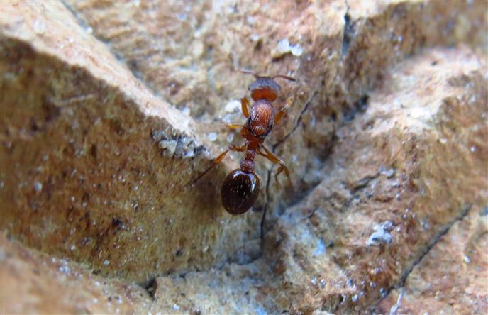 Myrmica sp., regina (Formicidae)